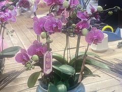 -龙大花卉苗木市场