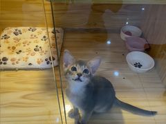 -小猫来了猫舍(福田店)