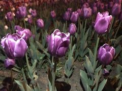 -长春公园(普阳街道)