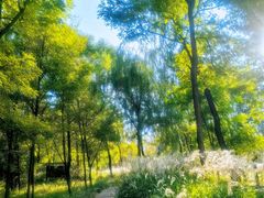 -野鸭湖国家湿地公园