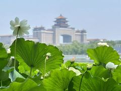 -莲花池公园
