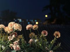 -Sirena海妖日咖夜酒