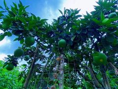 -枫香湖儿童公园