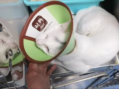-顺强宠物诊所·狂犬免疫·夜诊·骨科(嘉定店)