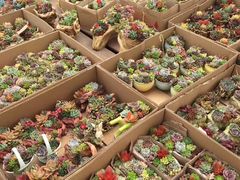 -龙大花卉苗木市场