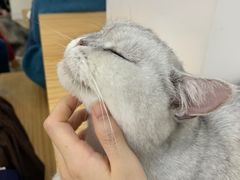 -李小姐の猫咖啡馆(五角场店)