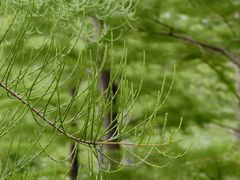 -昆山城市生态森林公园