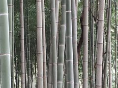 -上海佘山国家森林公园天马山园