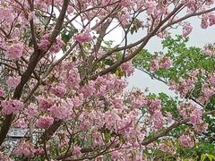 -海南热带海洋学院(三亚校区)