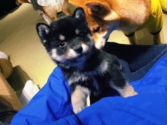 -逗柴咖啡屋·狗咖猫咖宠物桌游