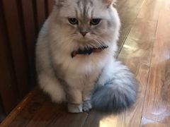 -猫友咖啡店(玉林西路店)