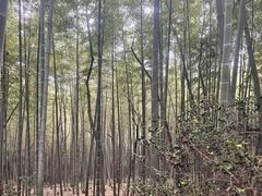 -上海佘山国家森林公园天马山园