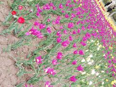 -长春公园(普阳街道)