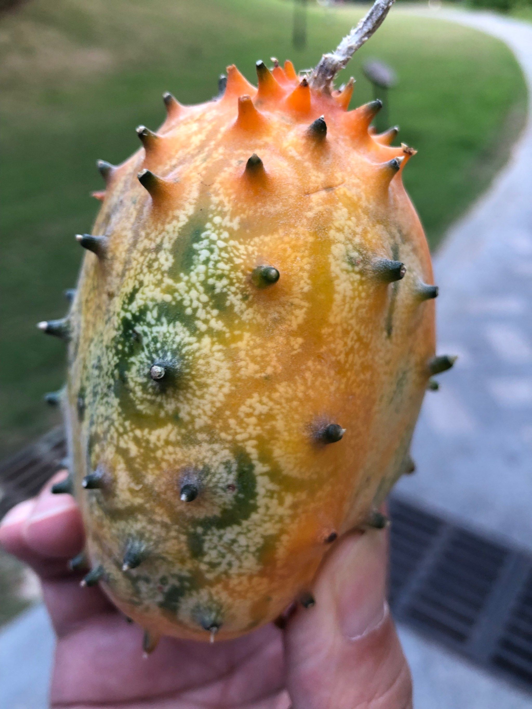 世界上最难吃的水果