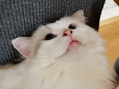 -滚猫咖啡·猫咖·猫友好撸猫(未来城店)