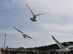 -烟墩角天鹅湖