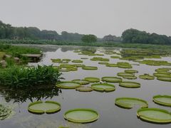 -荷塘月色湿地公园·向阳花洲