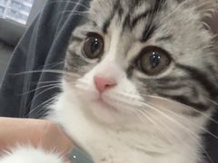 -喵zoo家庭繁育猫舍(尖东智能花园店)