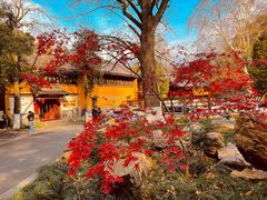-灵谷景区
