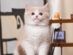 -小猫来了·猫舍(红山六九七九店)