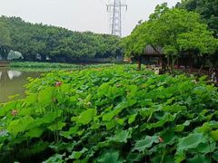 -光明港公园