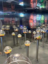 -七巧国萌宠乐园(龙湖天街店)