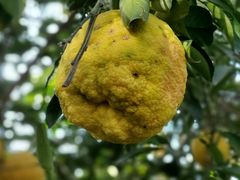 -北京植物园-展览温室