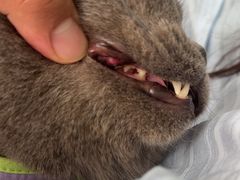 -心仪动物医院·牙专科·肿瘤·心脏科(西客站院)