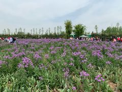 -荷兰花海