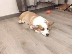 -浣熊柯尔鸭土拨鼠·电玩咖