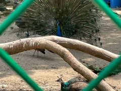 -苏州上方山国家森林公园