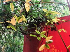 -Cuc Gach Quan Restaurant