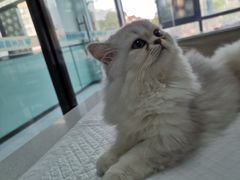 -嘉馨宠物医院·CT影像转诊·心脏科·犬猫全科诊疗中心(下沙大学城院区)