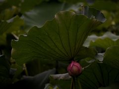 -黄兴公园