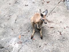 -清迈夜间动物园