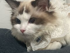 -猫十亿·布偶金渐层·曼基康矮脚猫舍(青年路店)