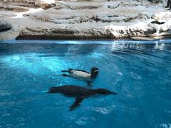 -帝企鹅自助餐厅•儿童岛•真企鹅(长隆企鹅酒店)