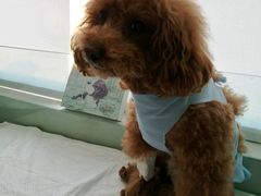 -康旭宠物医院(郑州总院)