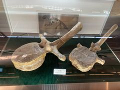 -诸城市恐龙博物馆