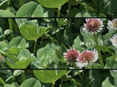 -北岭山森林公园