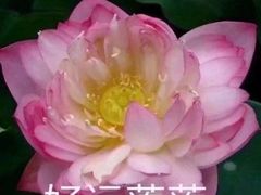 -季季红火锅(动壹店)