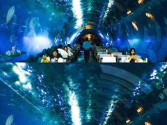 -海棠湾洲际-涛·海底餐厅·美人鱼·自助餐·海底隧道