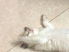 -瑞派紫金宠物医院24小时·骨科·中兽医·重症转诊中心(番禺大石院)