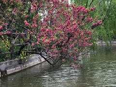 -南汇桃花村