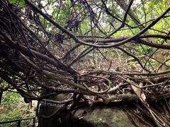 景点-呀诺达热带雨林