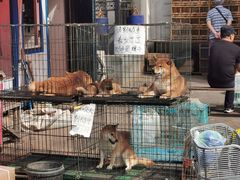 -哈尔滨道外花鸟鱼市场