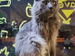 -平行世界·猫咖(首经贸店)