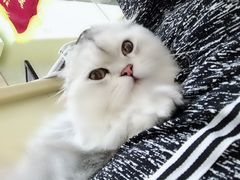 -瑞鹏宠物医院·骨科·猫科·内科(第一中心)