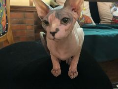 -more than meow吴止猫主题餐厅(承德 中船汇店)