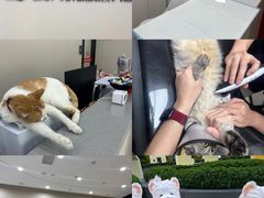 -御宝贝24h宠物医院·转诊中心·CT核磁血透中心(厦门总院)